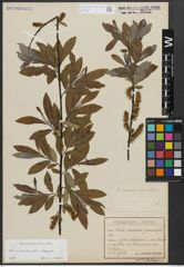 Foto von Salix appendiculata Vill. x Salix eleagnos Scop.